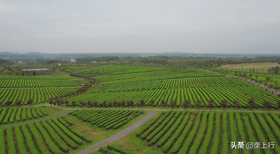 赏美景品好茶鉴好物，全国媒体团“陶醉”通城