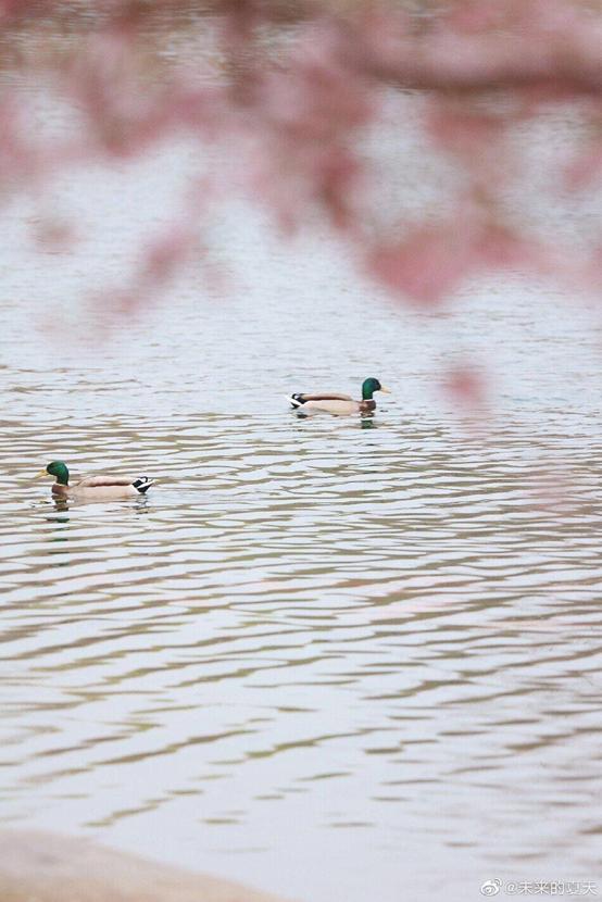 是心动啊，樱樱樱樱樱樱樱樱樱