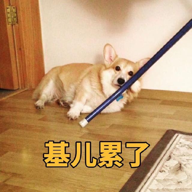 狗狗抖是故意的吗,辟谣狗狗每年不需要打预防针