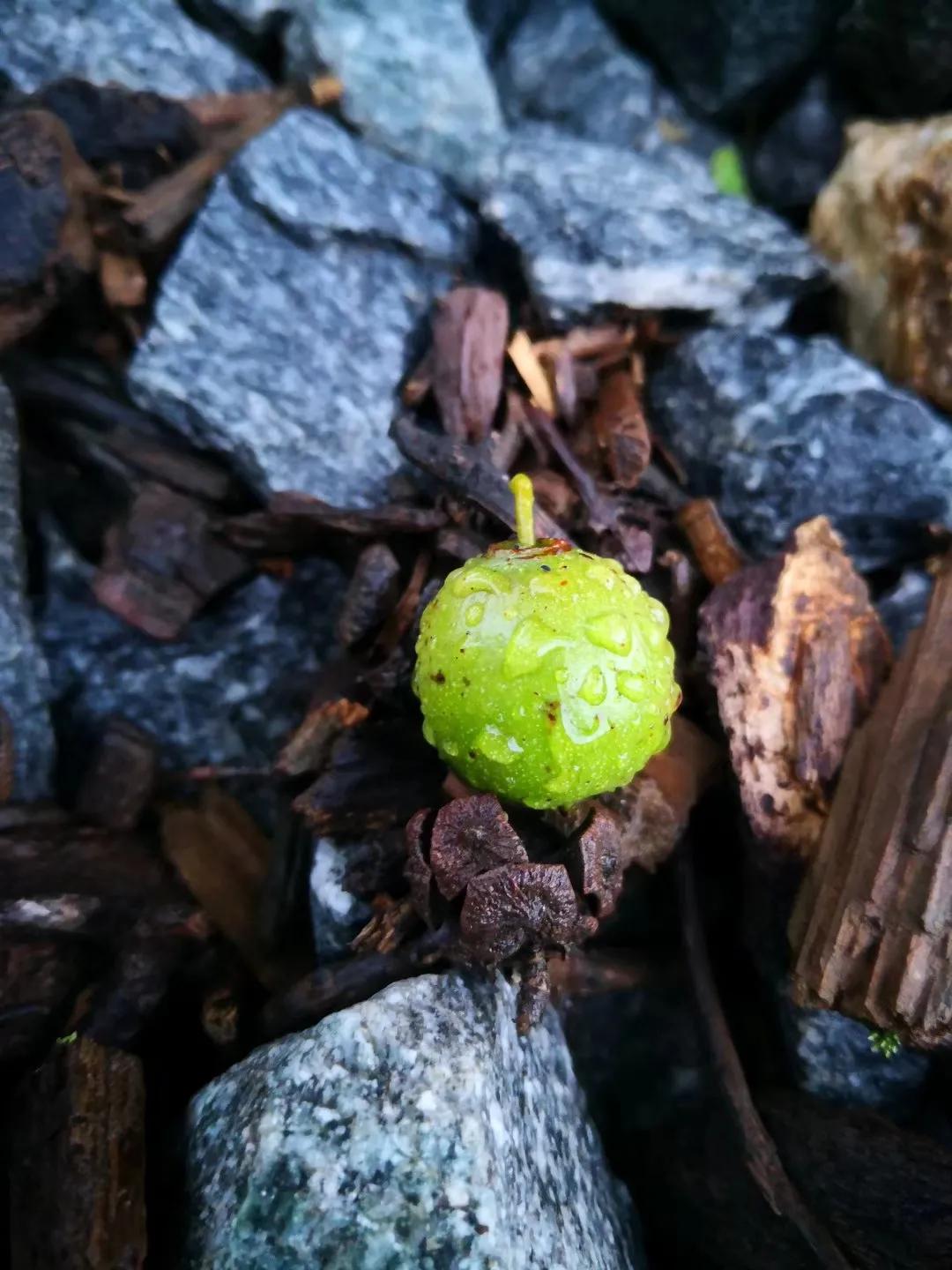 仲夏：在一本古籍中与明朝的云南县相遇