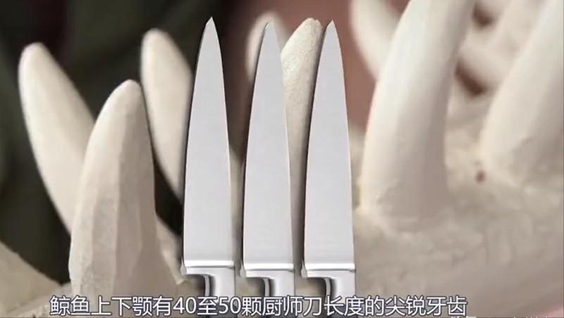 在鲸鱼肚子里是什么感觉,在鲸鱼肚子会经历什么