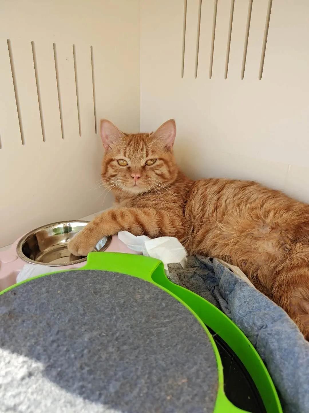 瘫痪猫怎么人工帮助排泄,瘫痪猫咪怎么护理