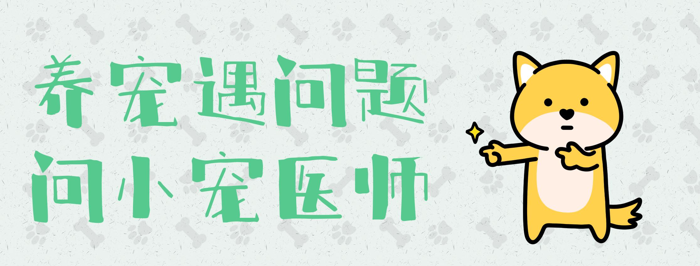 宠物狗长痘痘是怎么引起的,狗狗长痘痘有脓掉毛