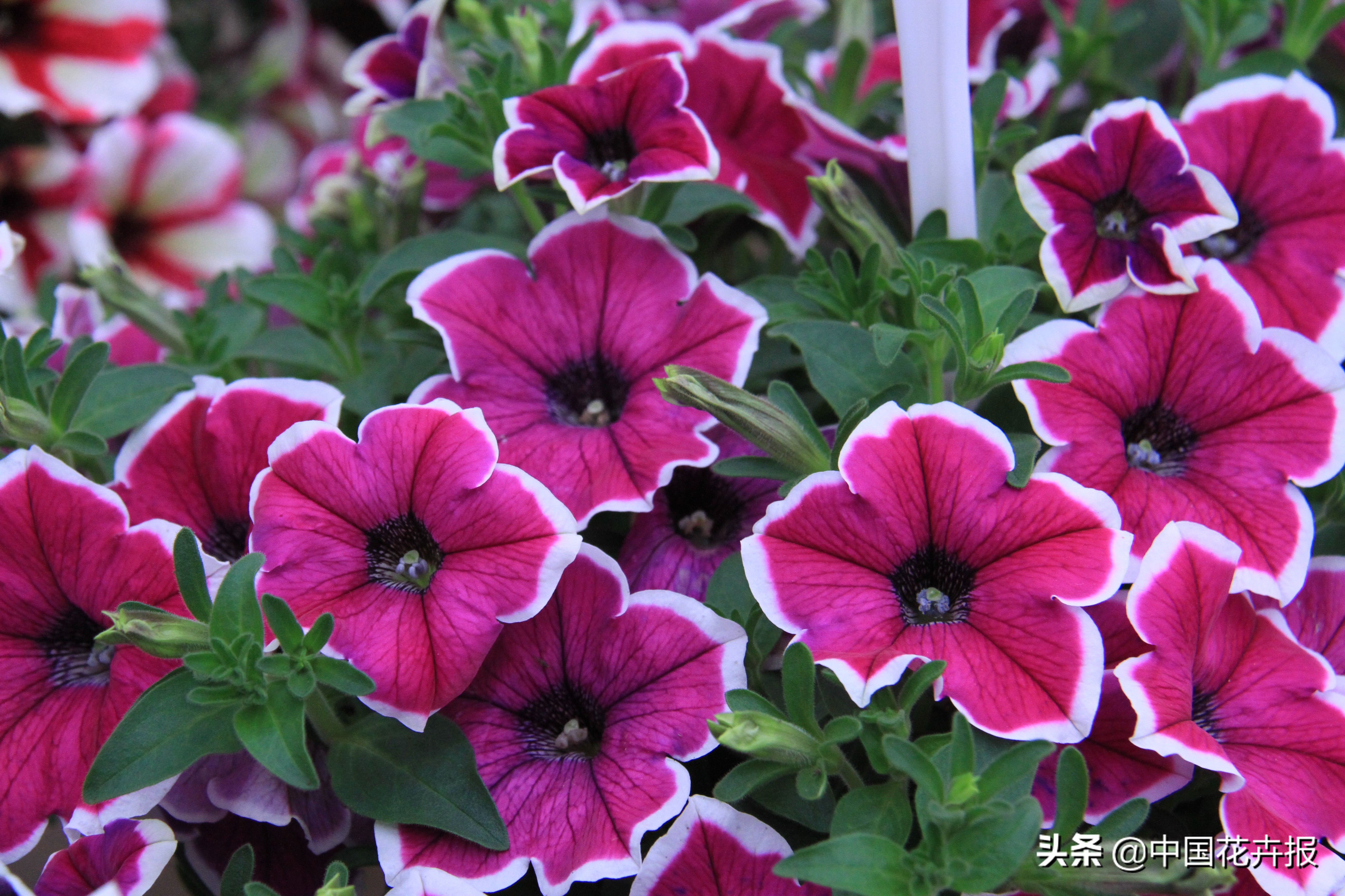 适合花园的花花草草,如何打造四季都有花的花园