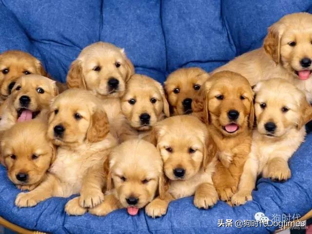 狗狗绝育第一天护理,狗狗绝育的方法和步骤