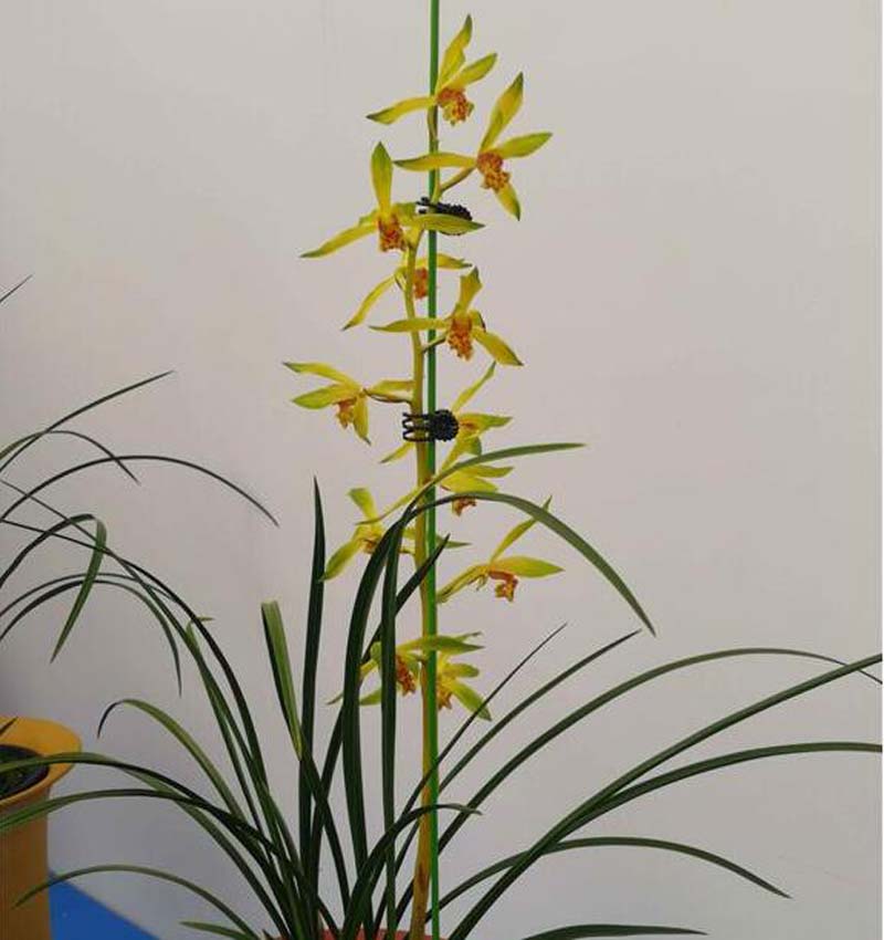 烂了根的兰花怎样重新开始生根,兰花干枯的芽要剪掉吗