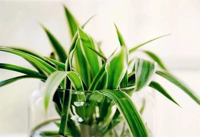 在家里面适合养什么水培植物,最适合家里养的水培植物