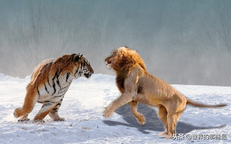 东北虎的实力被高估了吗？实际上它只能跟非洲狮打成平手？