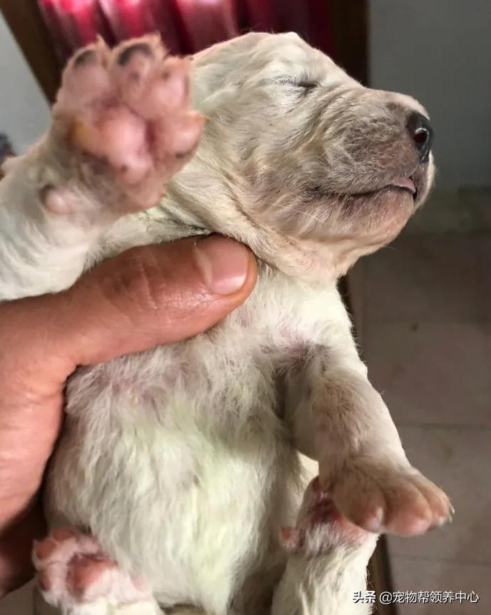 幼犬粪便里有毛发正常么,幼犬出生到满月毛色怎么变了