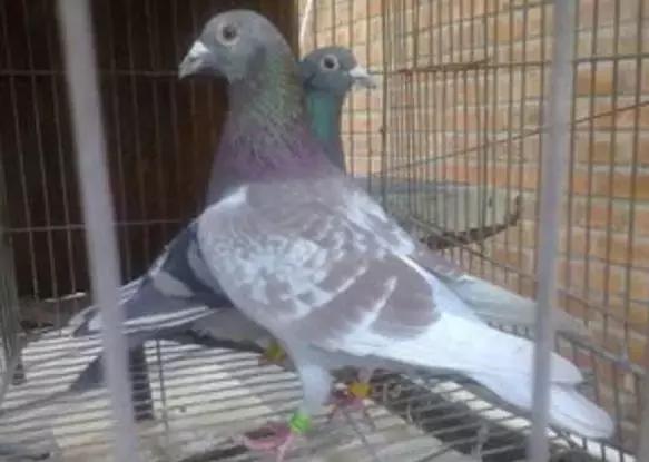 赛鸽分棚,赛鸽分棚的好处