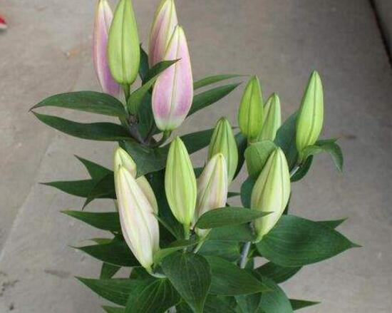 百合花叶子顶部发黄怎么补救,百合花下面叶子发黄怎么办的视频