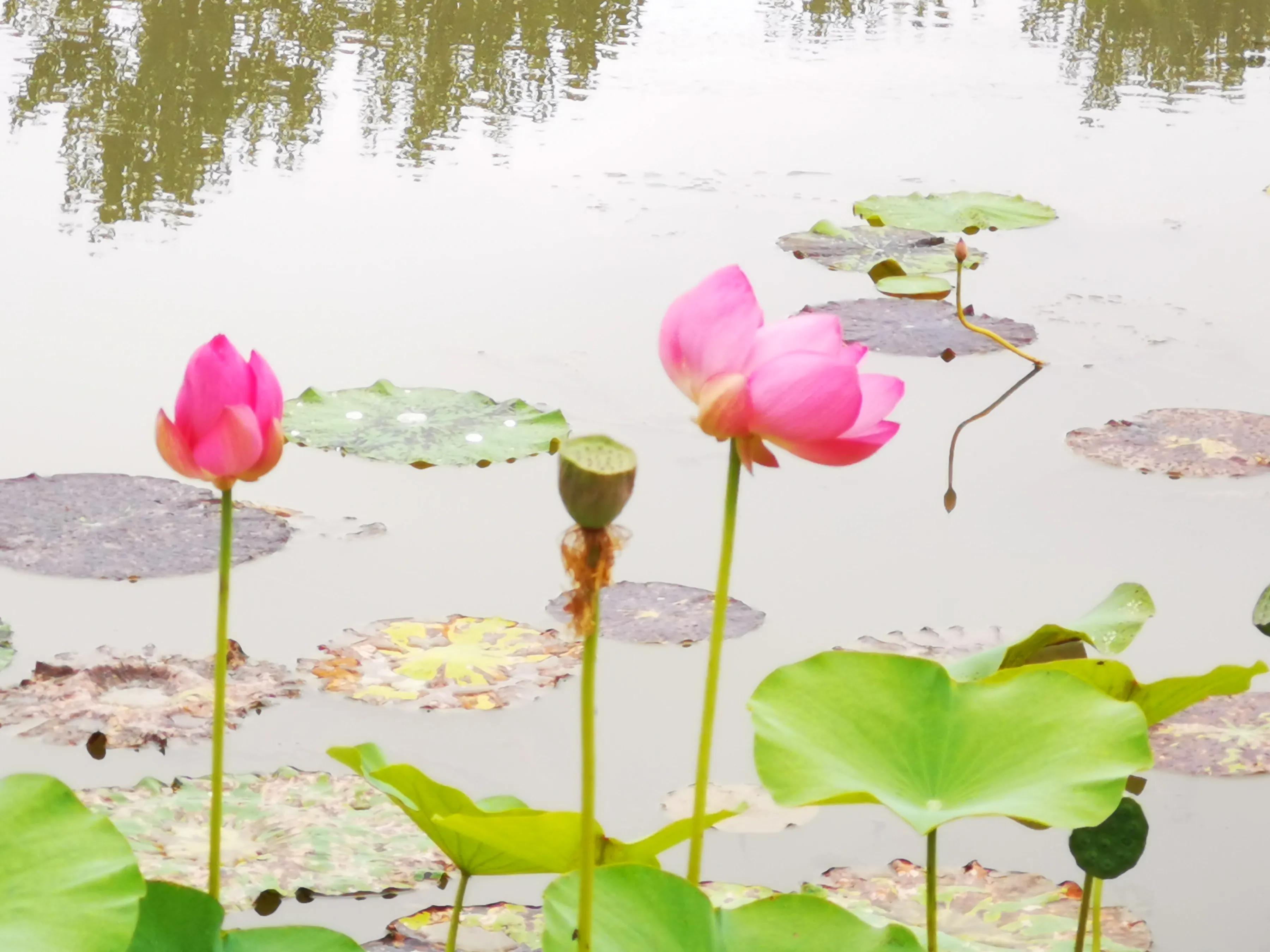 手拍世界手机摄影平台,手机摄影作品集大全集