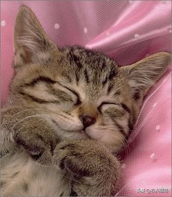 猫为什么喜欢钻被窝趴在脚上睡觉,猫为什么喜欢钻被窝啊