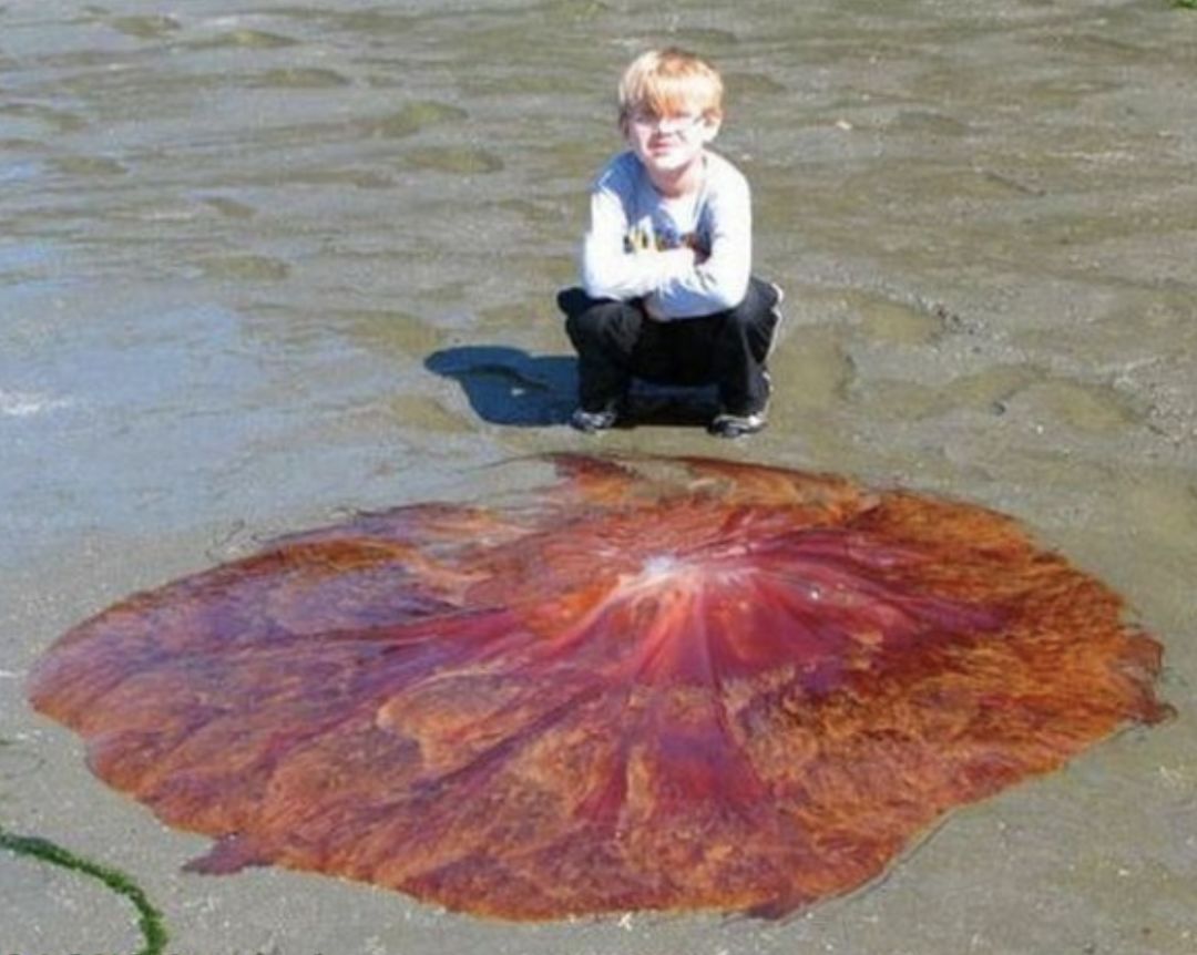 澳洲男子养宠物,澳洲男子养袋鼠做宠物