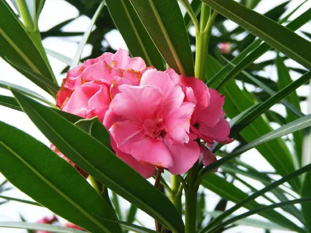 深圳5月哪里有花海看,深圳五一哪里可以看花海