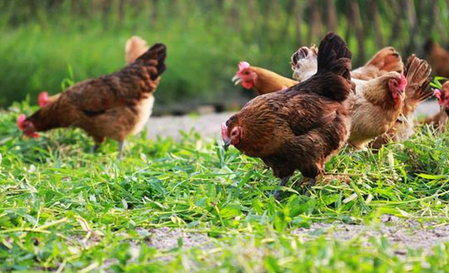 鸡拉黑便喂啥药,鸡拉黑屎是怎么回事