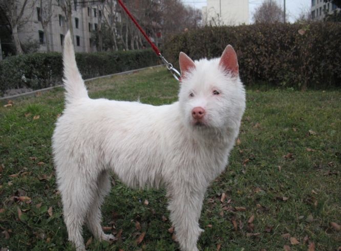 下司犬会嗅觉灵敏与追踪猎物吗,下司犬和比格犬哪个嗅觉厉害