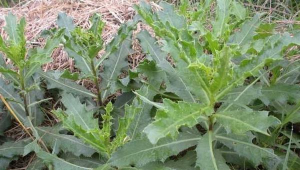 新型农村创业商机新项目,农村创业致富小机器