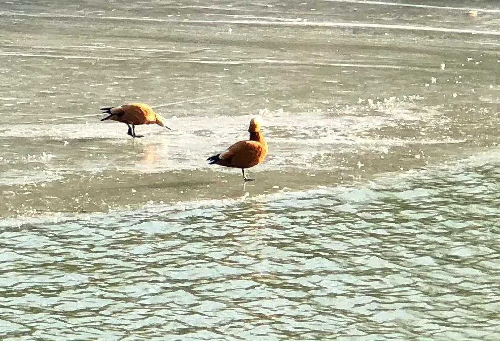 冬日紫竹院公园最新消息,冬日紫竹院公园