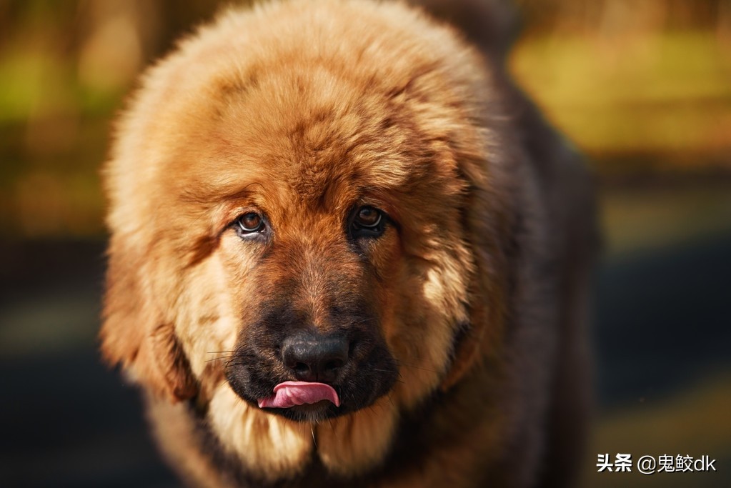 藏獒详细介绍大全,藏獒打斗视频
