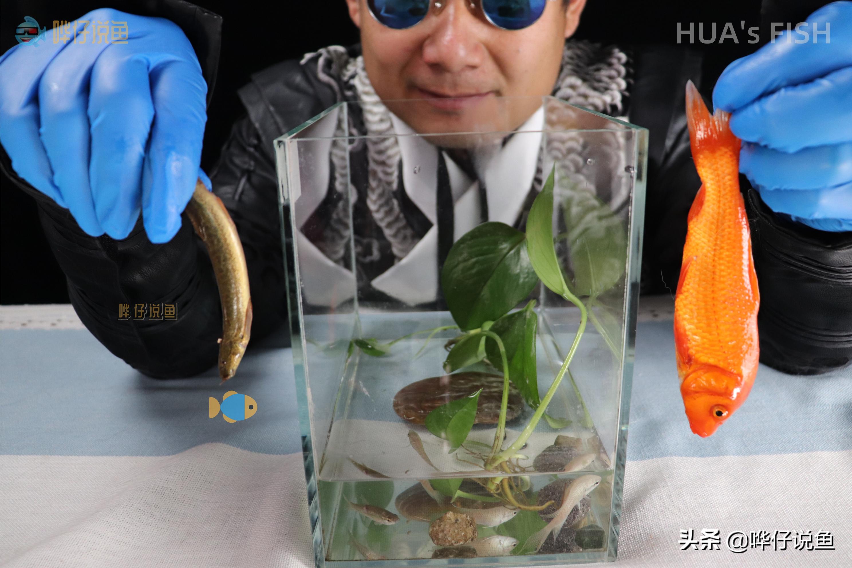 河里抓的小鱼能和观赏鱼混养吗,野外鱼和观赏鱼混养会死吗