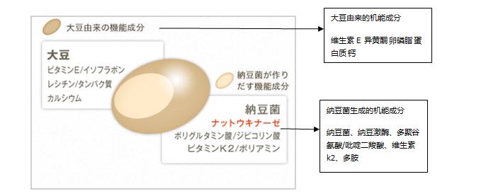 纳豆激酶和即食纳豆哪个好,吃纳豆里面含有纳豆激酶吗