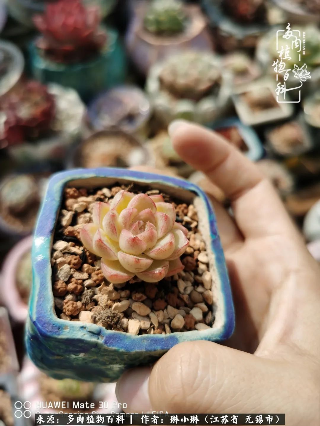 多肉变美是需要时间的,千万别辜负了多肉变美的黄金季节