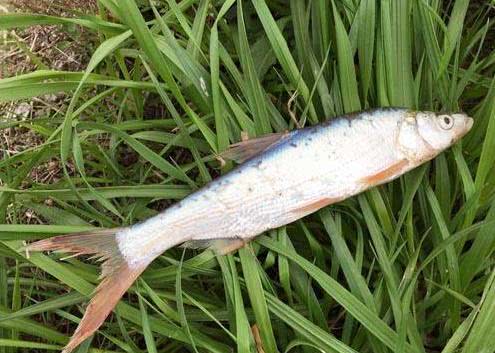 淡水鱼什么鱼吃起来口感最好,公认最好吃的7种淡水鱼