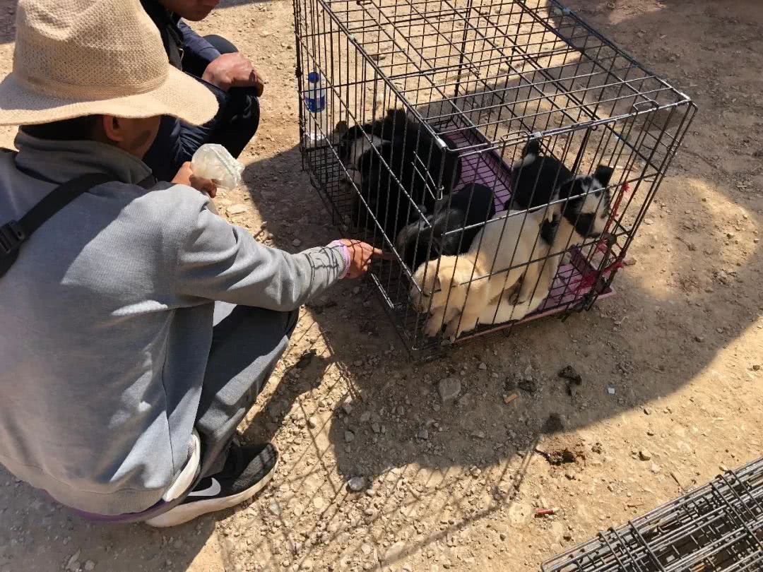 狗市1000块买柴犬,宠物狗串串要值多少钱