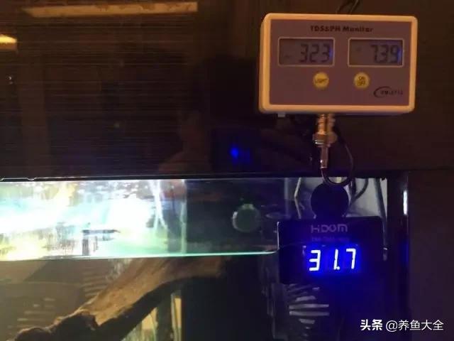 马来西亚养殖金龙鱼,养金龙鱼马来西亚