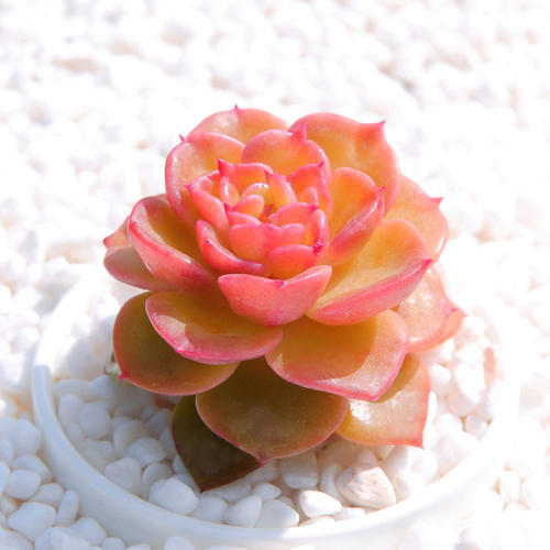 100种常见多肉植物图鉴收藏,1000种多肉植物图鉴及名字