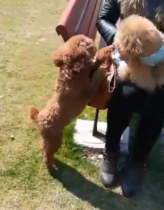 泰迪想要小一点的该怎么选,泰迪想攻击主人怎么驯服