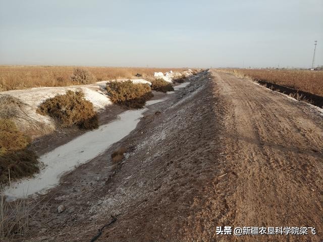 应对土壤盐碱化的合理措施,使用什么肥料土壤容易盐碱化