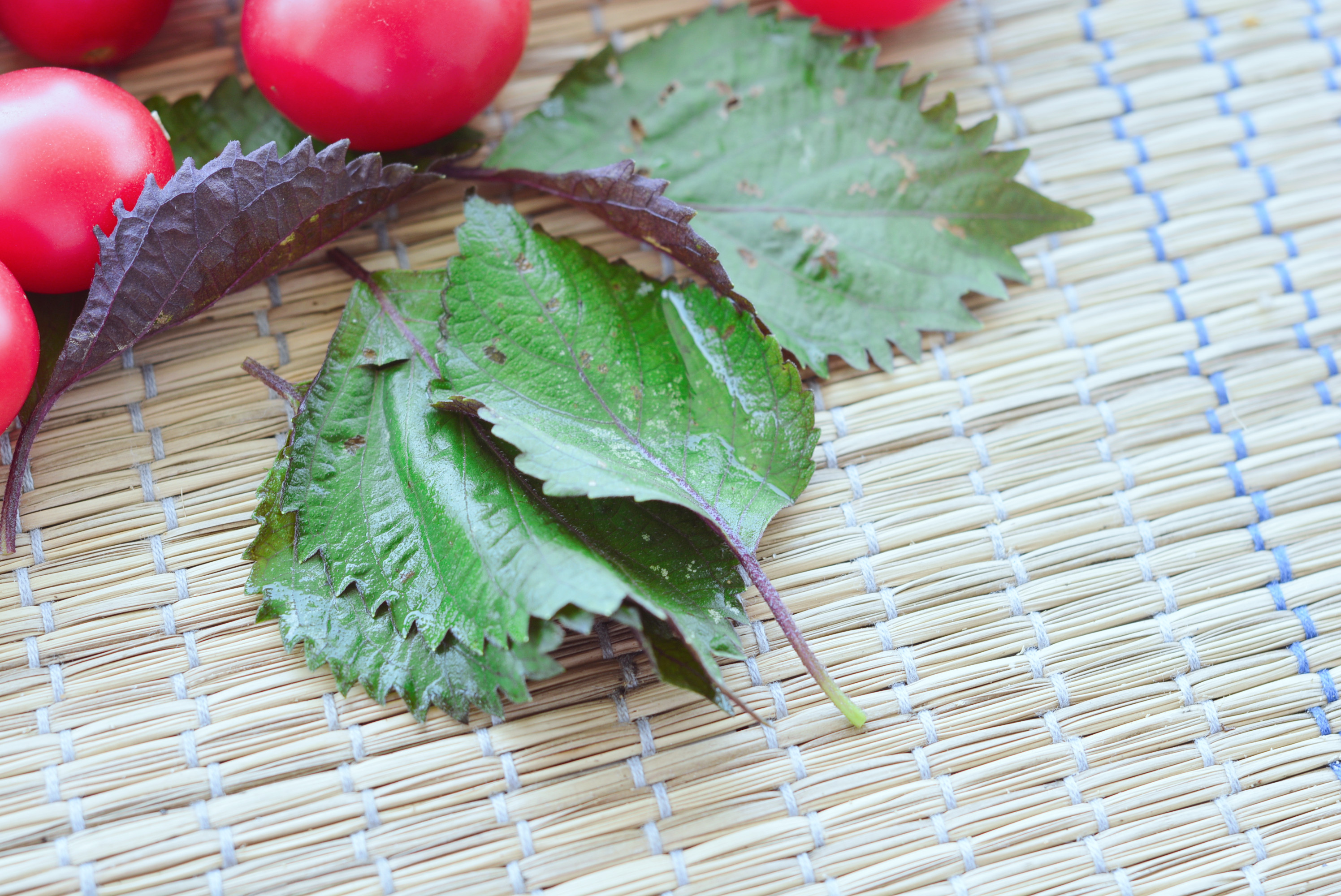 中餐厅第七季林允做菠菜凉拌菜,中餐厅秦海璐凉拌菜