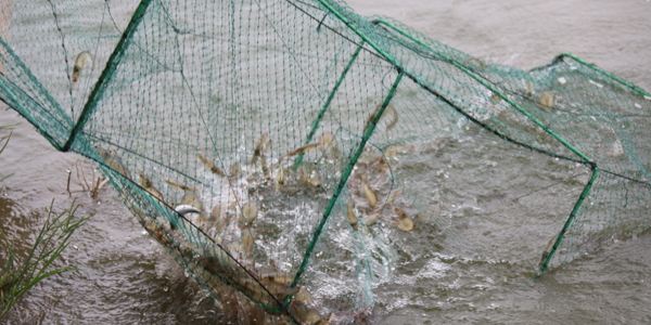 虾塘水发黑快速处理方法,虾塘水黑红色是什么原因