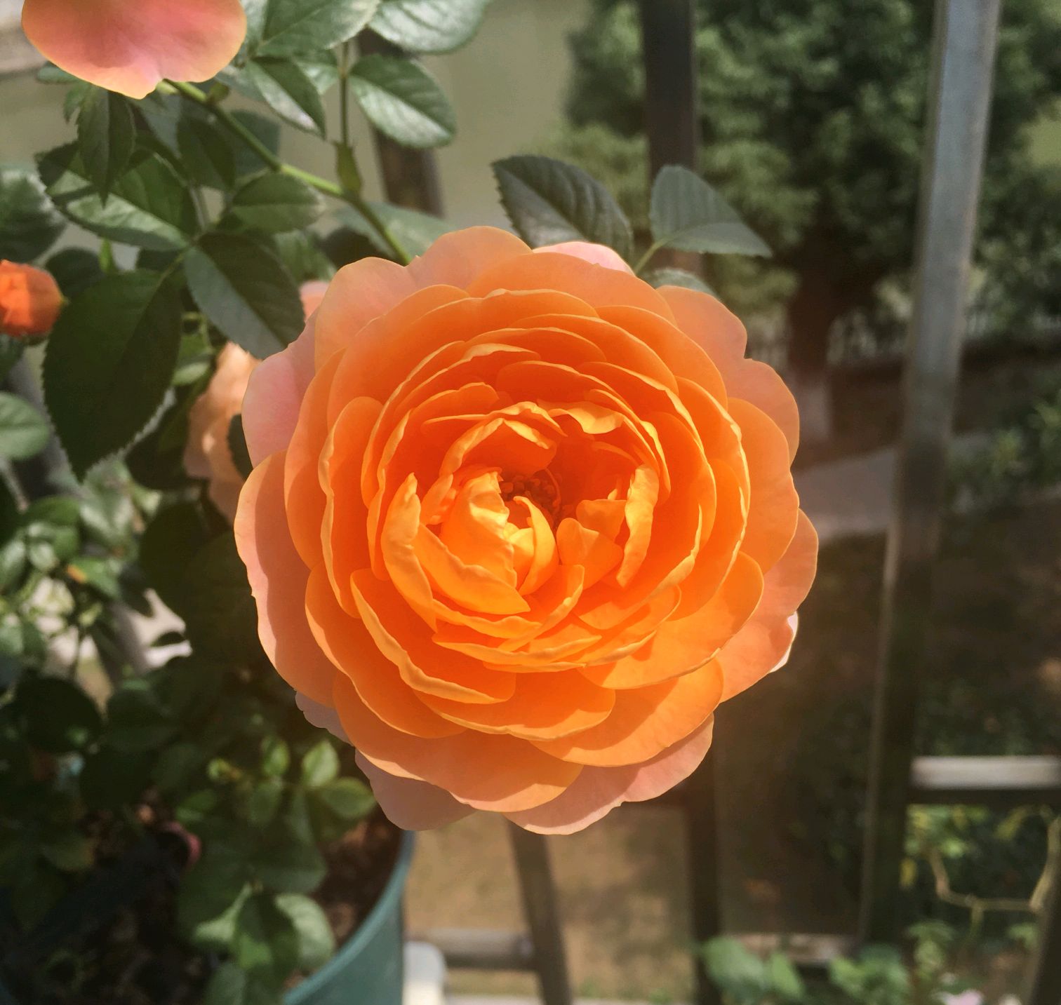 月季花长了虫子怎么处理,月季花上有绿色的小虫子怎么处理