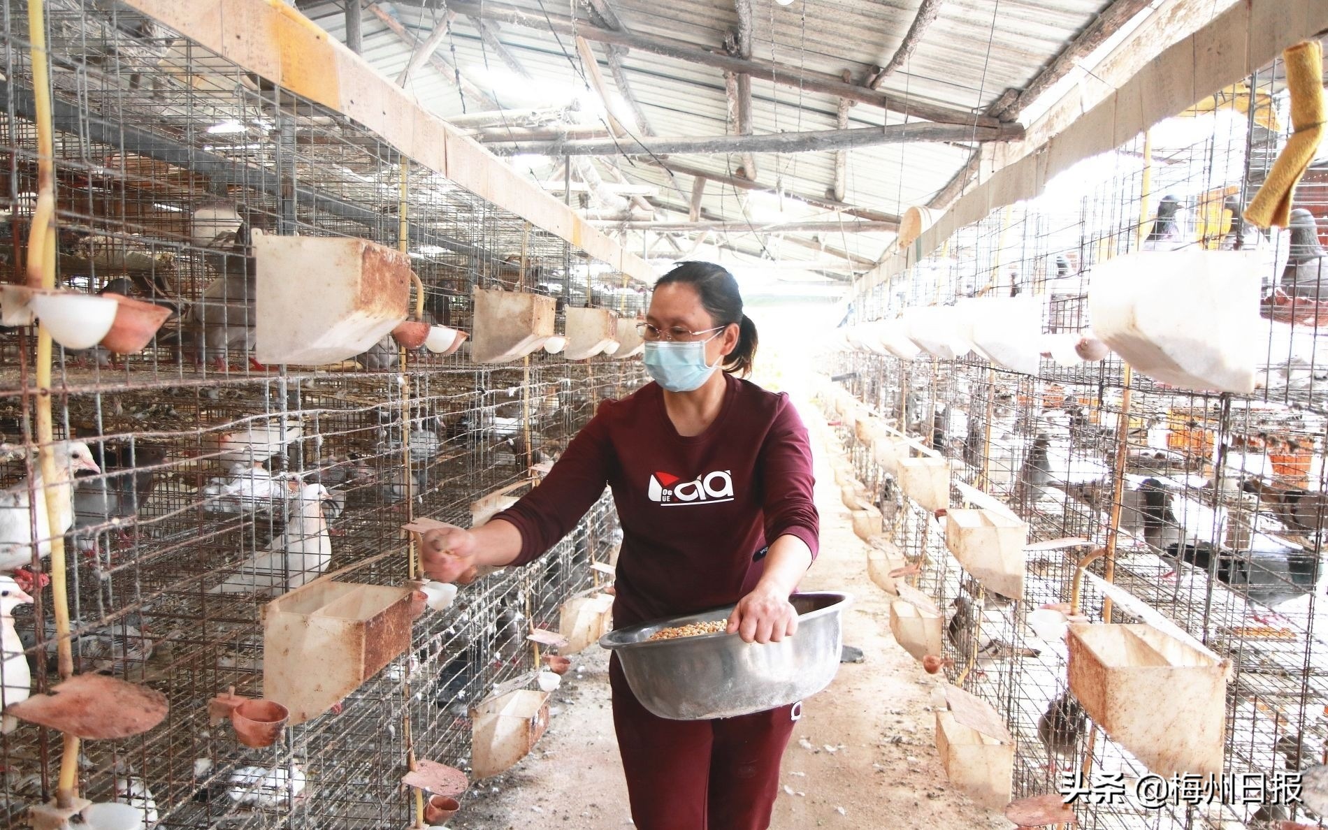 咕咕咕鸽子,咕咕咕的小鸽子