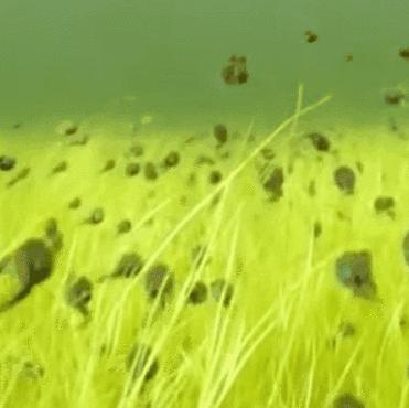 显微镜下的猫屎，竟然和这么多食物都撞脸？