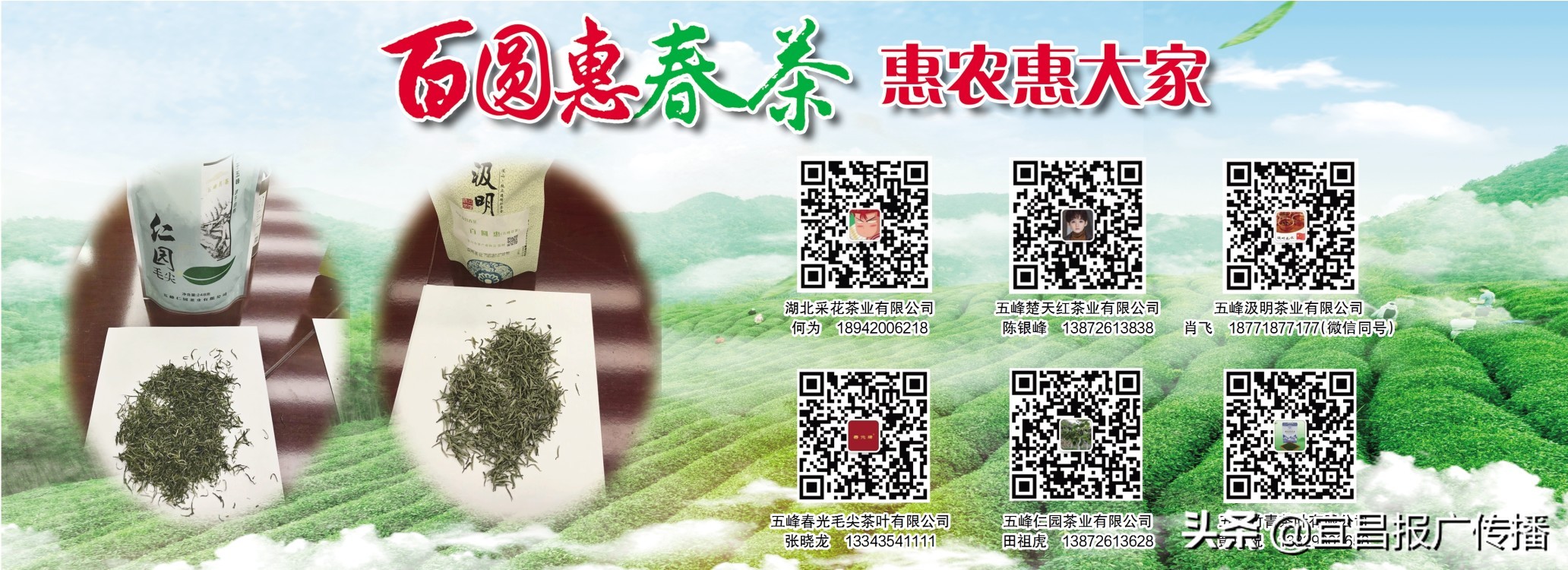 助茶农渡难关,宜昌春茶“百圆惠”上市