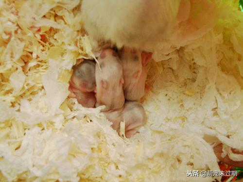 仓鼠宝宝刚生下来怎么照顾,母仓鼠怀孕了该怎么照顾