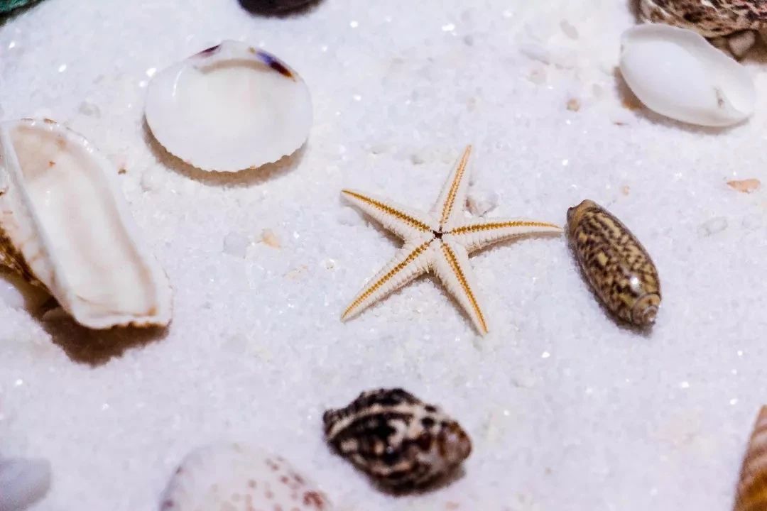 深圳二号线沿线有哪些景点游玩,深圳9号线沿途好玩的地方推荐