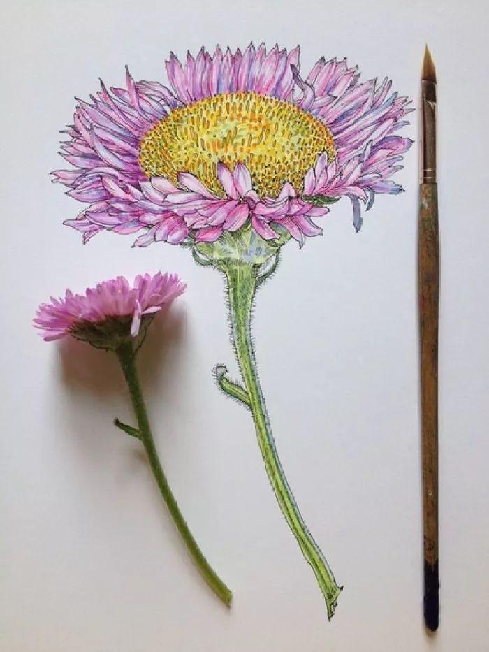 简单针管笔手绘花,简单易学针管笔手绘