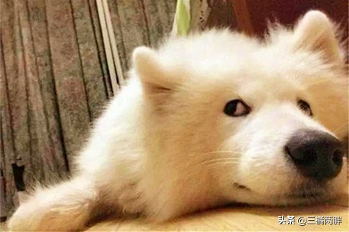 萨摩耶怎么养不掉毛,养萨摩耶的5大坏习惯