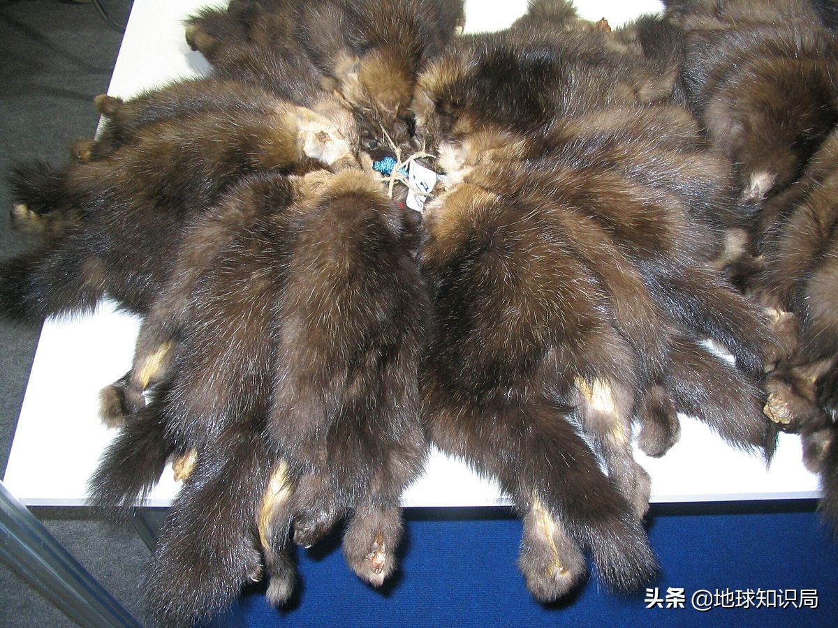 1905年东北鼠疫是如何控制的,熟悉1910年的东北鼠疫事件