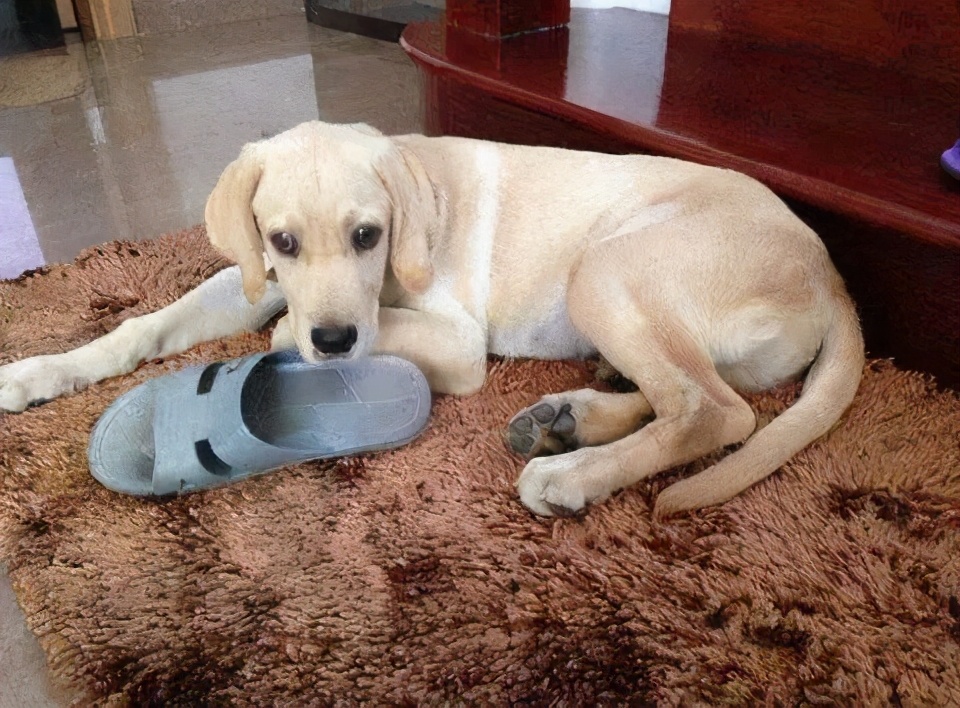 4-6岁高档玩具狗狗推荐,狗狗必买的10种玩具