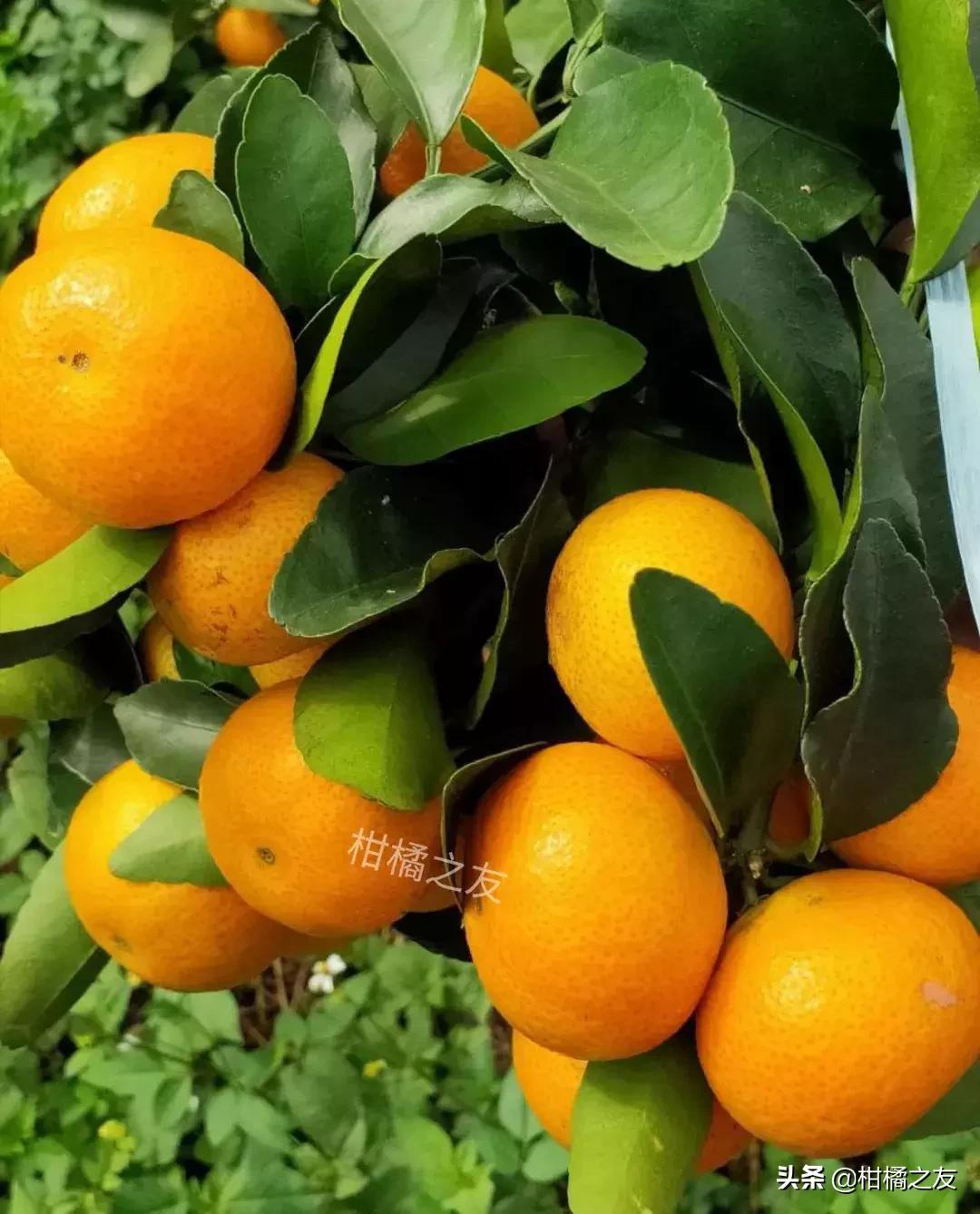 今天沙糖桔收购价多少,金秋砂糖桔目前价格行情