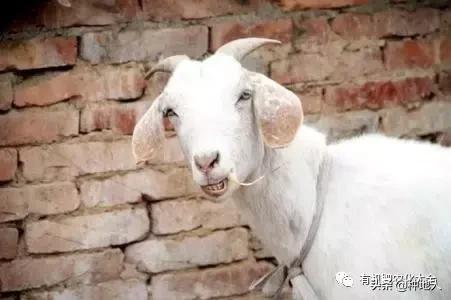 羊粪做有机肥复杂吗,自己制作羊粪有机肥怎么操作