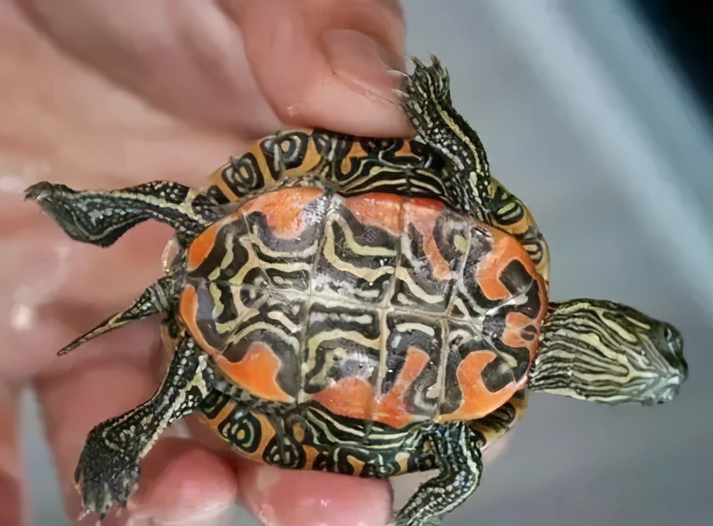 龟类纪录片,龟类图片