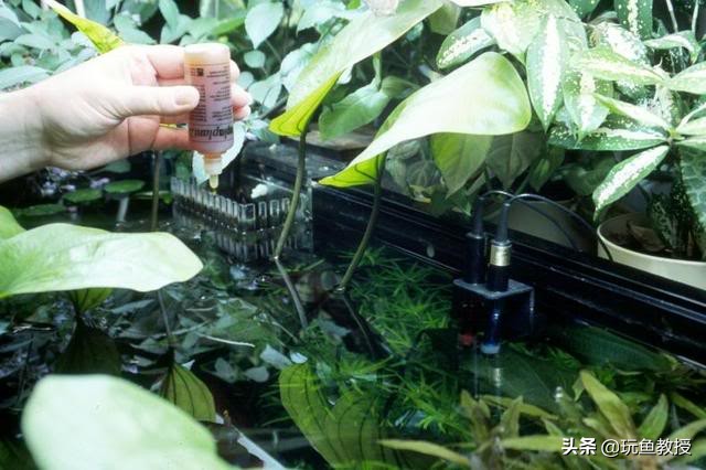 皇冠水草叶子发黄烂掉怎么回事,水草叶子发黄怎么补救最快