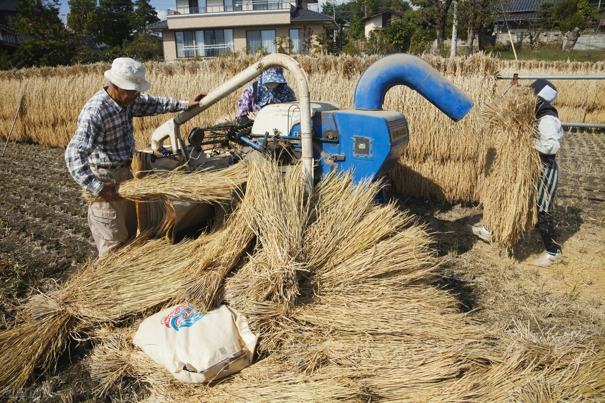日本一棵大白菜多少钱,日本一颗白菜价格